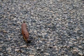 Spanish Slug (Arion lusitanicus - Arion vulgaris)