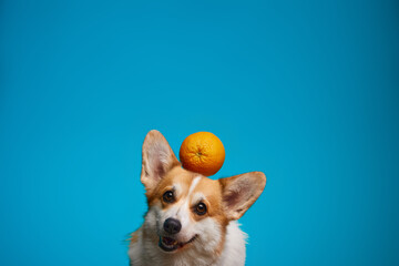 A ripe orange hanging over the dog's head. Happy Welsh Corgi Pembroke dog and orange, isolated on blue background. World Vegetarian Day. Healthy lifestyle. Advertising space.