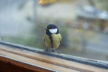 Obraz na płótnie Canvas Hungry Great tit on a balcony. Birdwatching over the window glass. Yellow wild bird with black feathers looking for food.