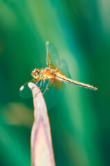 The dragonfly sits on a dry leaf.