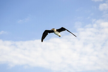 One seagull flies in blue sky with clouds, freedom in wild. Copy space. Selective focus.