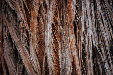Texutra. Tree bark close-up. Background picture.