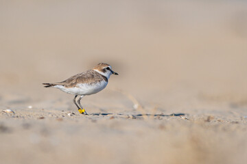 red winged blackbird