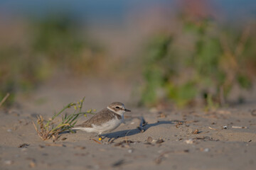 sparrow on the grass