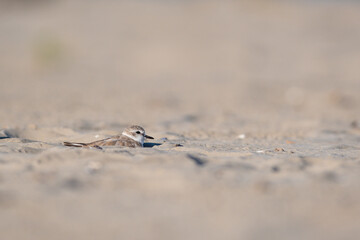 lizard on the ground