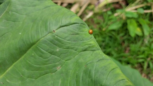 Epilachna berjalan diatas daun