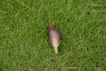 Obraz premium 採れたて新鮮 収穫したばかりの芝生に置かれたミョウガ