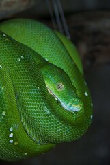 Serpiente verde