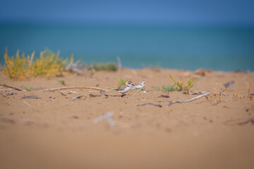 bird on the beach