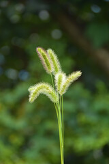 美しい緑をバックに金色に輝くねこじゃらし