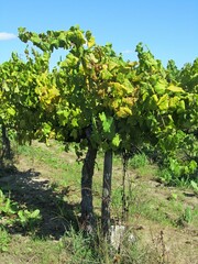 Traditional winegrowing in northern Portugal