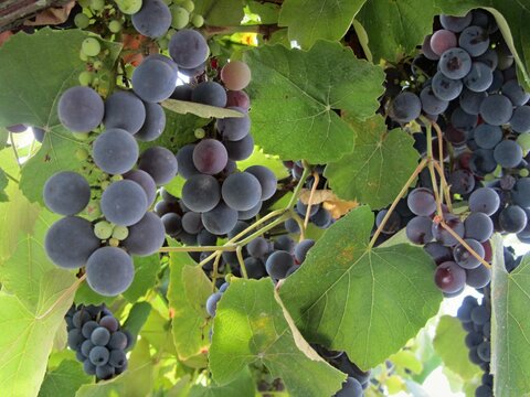 Noble Grapes On The Vine