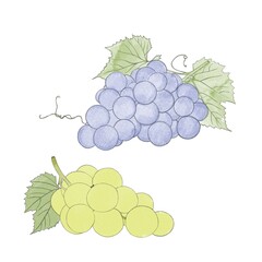 Branches of green and blue ripe grapes- watercolor freehand drawing. Bunch of sweet grapes