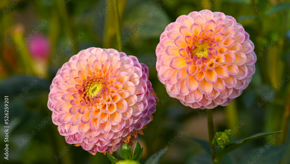 Wall mural beautiful close-up of a pompon dahlias