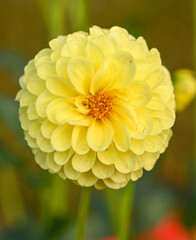 Beautiful close-up of a ball dahlia