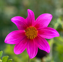 Obraz premium Beautiful close-up of a pink dahlia