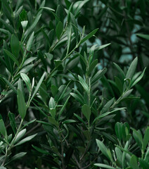 Fototapeta premium Plant background, green leaves of tropical plants, texture