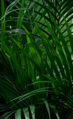 Plant background, green leaves of tropical plants, texture