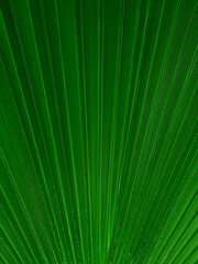 Plant background, green leaves of tropical plants, texture