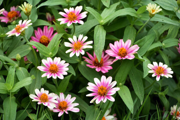 ヒャクニチソウ