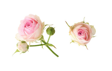 Set of small pink rose flowers isolated