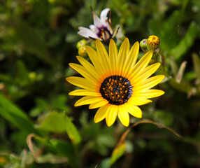 Yellow wild flower daisy