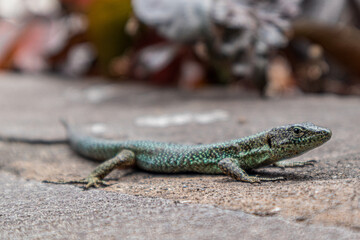 lizard on the stone in Maderia 
