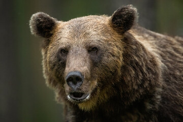 Adult male brown bear portrait at summer night in the forest