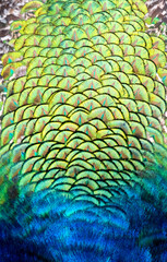 Beautiful patterns and colors of peacock feathers.