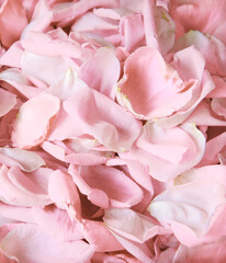 Fototapeta na wymiar Natural background of rose petals