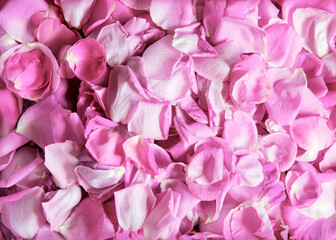 Natural background of rose petals