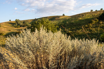Summer, autumnm landscape with hills, blue sky, and medicinal plant Artemisia absinthium, or...