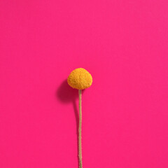 Beautiful blooming, soft lit yellow billy button or woollyhead - botanical: Craspedia. Pink...