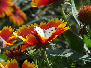 Un petit papillon blanc sur une fleur gaillarde