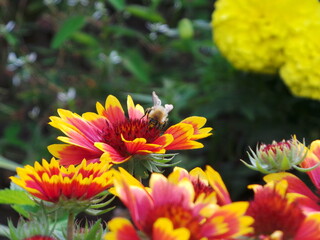 Des fleurs gaillardes et une abeille un jour d'été