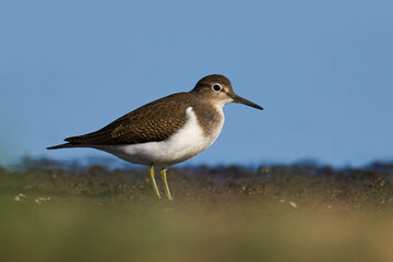 Common sandpiper (Actitis hypoleucos)