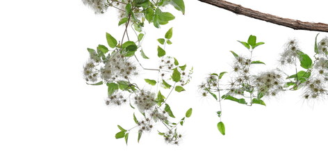 Wild green liana blooming, jungle vine with flower and seed isolated on white 