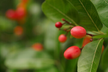 Pink fruit at tree, Karonda fruit