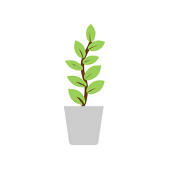 vector plant tree for decorate, growing plant tree, nature leave, green plant in door