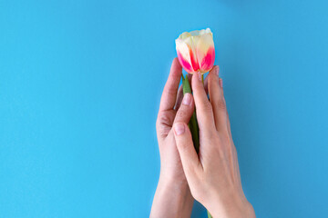 flat lay with young female hands holding tulip flower on blue background. concept of care, peace and protection. soft focus. copy space
