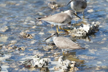 grey tailed tattler in a seashore