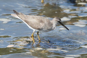 grey tailed tattler in a seashore