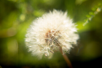 dandelion seed head
