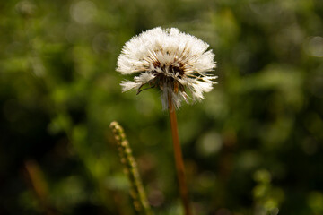 dandelion head
