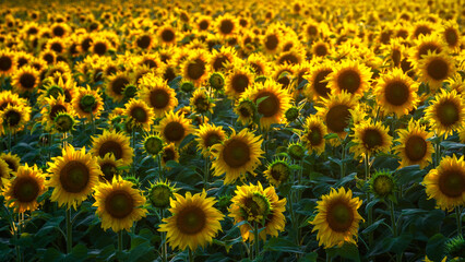 Sunflowers - Sonnenblumen