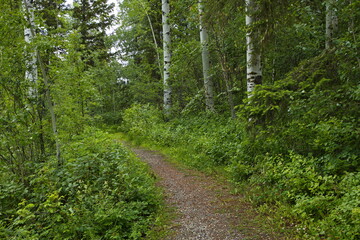 Fototapeta na wymiar Hiking trail at Ten Mile Lake in British Columbia,Canada,North America 