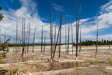 Dead trees at Yellowstone's Fountain Paint Pot Area, Yellowstone National Park, Wyoming, USA