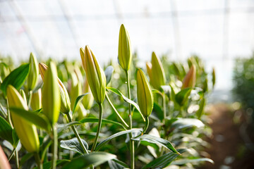 Lily flower in garden.  Lily is in the greenhouse