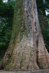 Mammutbaum bis 100 m, Redwood