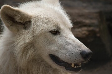 Selective focus of the head of an alaskan tundra wolf on blurred background